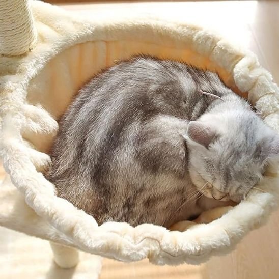 Hamac pour chat arbre Ă chats