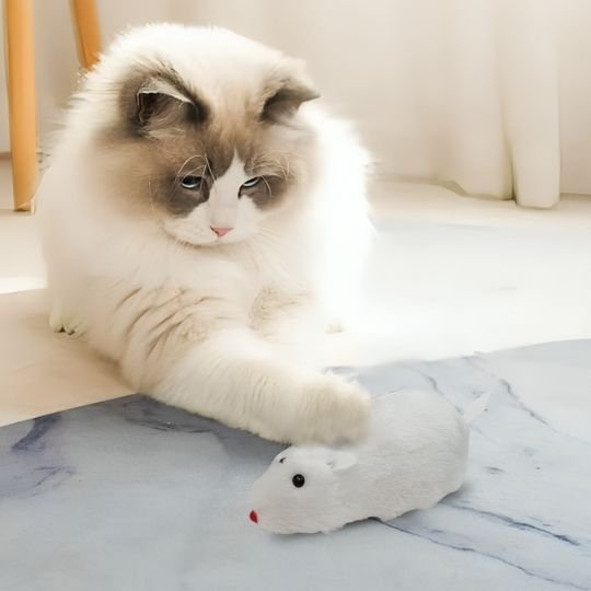 Jouets interactifs pour Chat souris blanche
