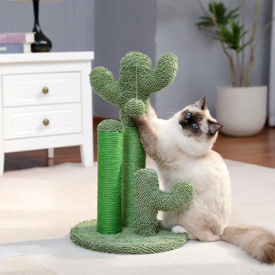 griffoir-cactus