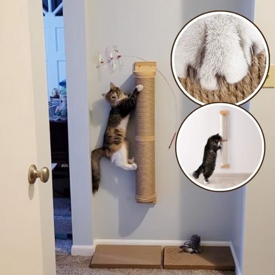 griffoir-chat-brun