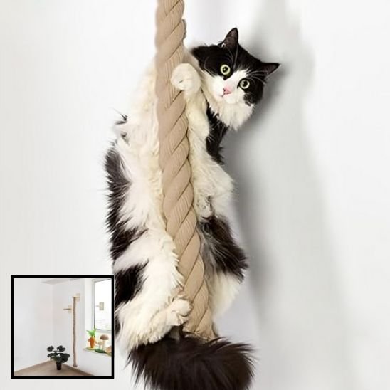 griffoir-chat-vetical