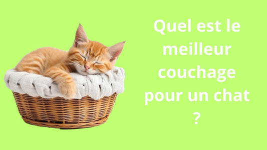 Quel est le meilleur couchage pour un chat ?