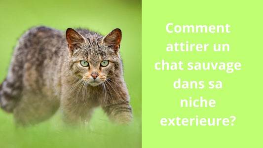 Comment attirer un chat sauvage dans sa niche exterieure?