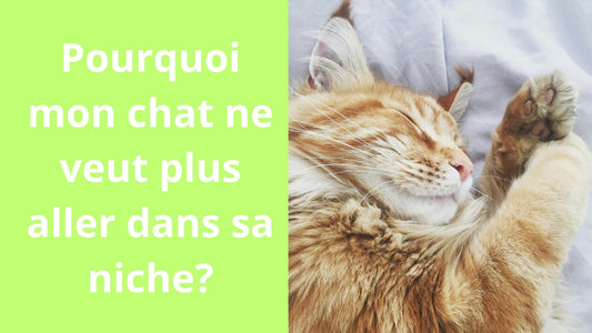 Pourquoi mon chat ne veut plus aller dans sa niche?