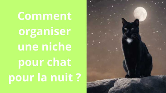 Comment organiser une niche pour chat pour la nuit ?