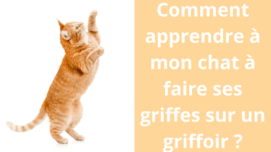 Comment apprendre à mon chat à faire ses griffes sur un griffoir ? - Satisfaction Félin