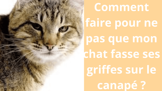 Comment faire pour ne pas que mon chat fasse ses griffes sur le canapé ? - Satisfaction Félin