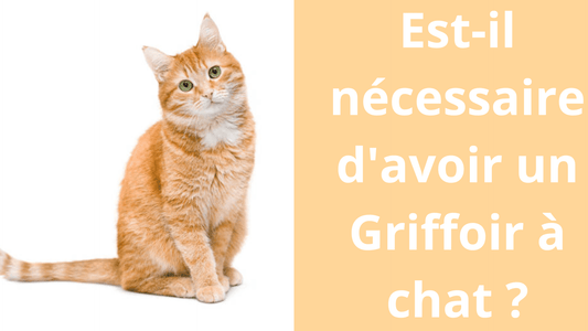 Est-il nécessaire d'avoir un Griffoir à chat ? - Satisfaction Félin