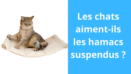 Les chats aiment-ils les hamacs suspendus ? - Satisfaction Félin