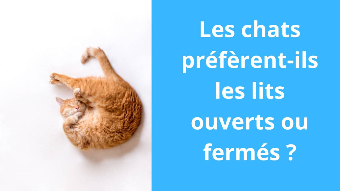 Les chats préfèrent-ils les lits ouverts ou fermés ? - Satisfaction Félin
