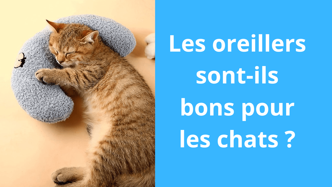 Les oreillers sont-ils bons pour les chats ? - Satisfaction Félin