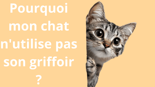 Pourquoi mon chat n'utilise pas son griffoir ? - Satisfaction Félin
