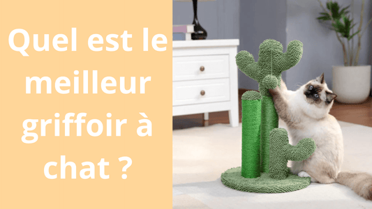 Quel est le meilleur griffoir à chat ? - Satisfaction Félin