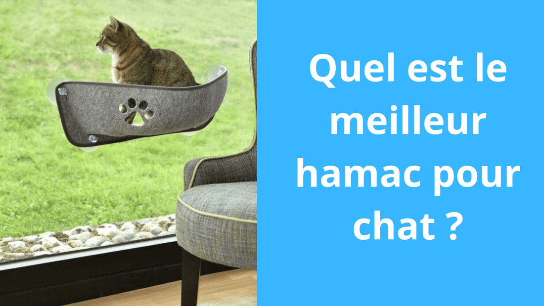 Quel est le meilleur hamac pour chat ? - Satisfaction Félin