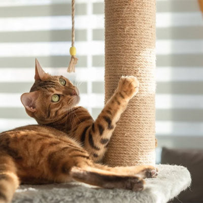 Corde pour arbre à chat Sisal Naturel 8