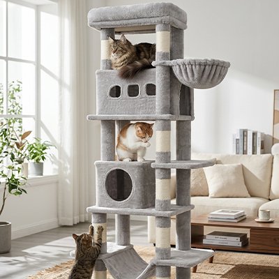 Arbre à Chat hamac cabane