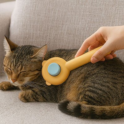 Brosse chaton orange