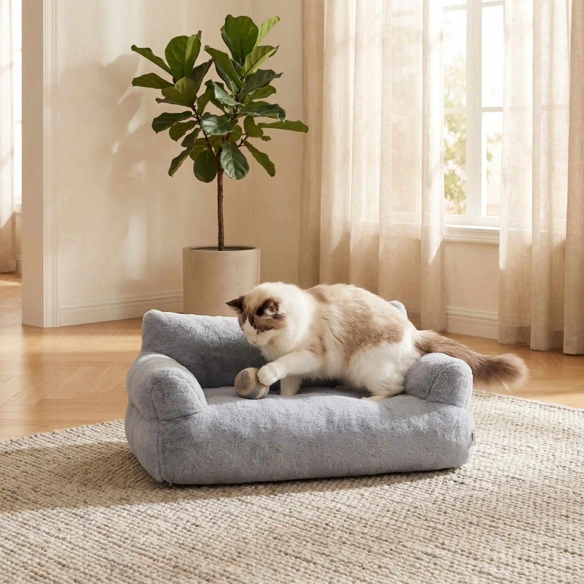 Canapé chat gris  ConfoCanap chat qui joue