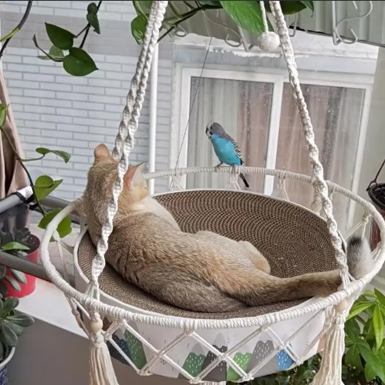 Hamac chat suspendu vue sur espace