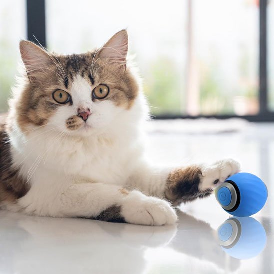 Jouets interactifs pour Chat balle bleu