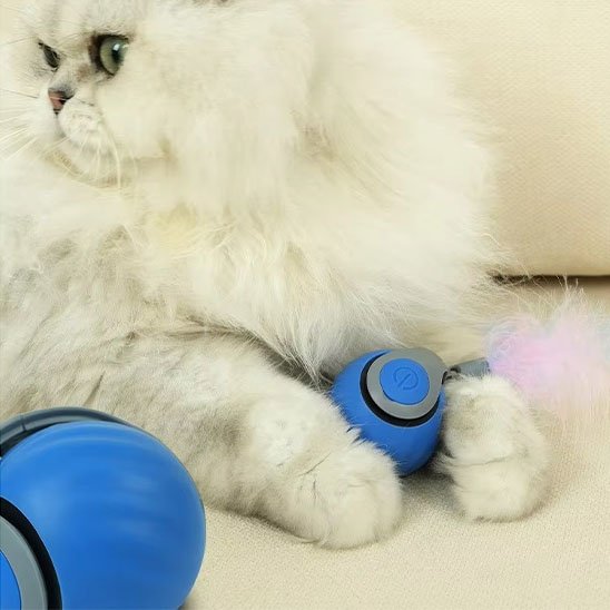 Jouets interactifs pour Chat bleu