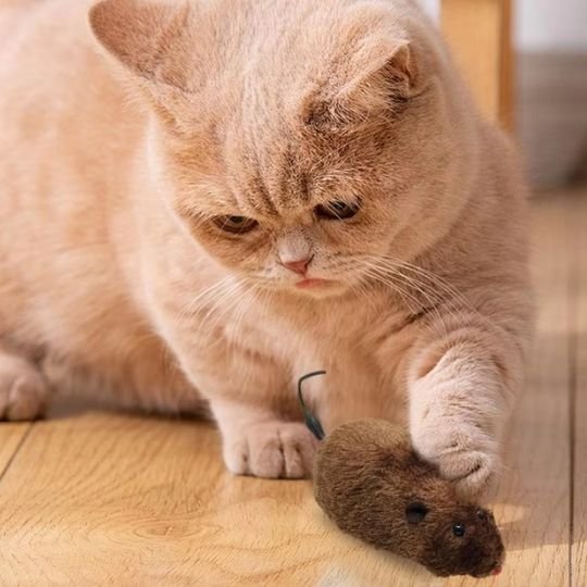 Jouets interactifs pour Chat souris noir