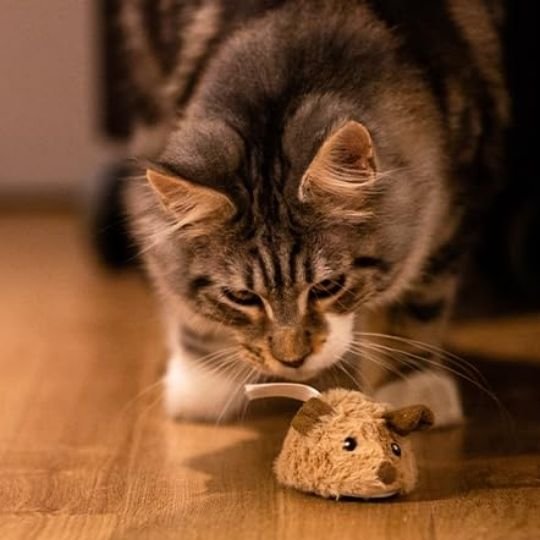 Jouets interactifs pour Chat souris réaliste