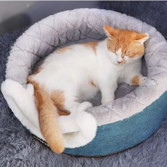 niche chat bleu et gris