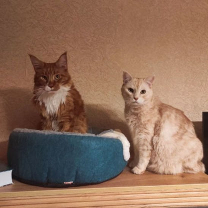 niche chat confortable