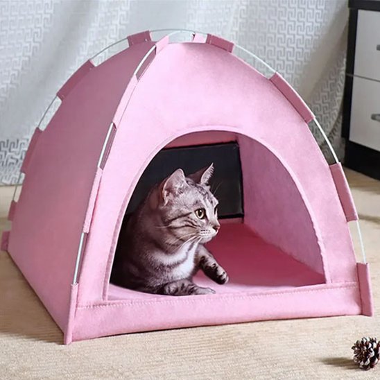 Niche Chat rose