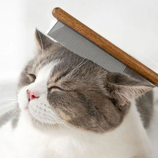 Brosse-pour-chat-peigne