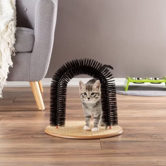 Brosse-chat-chaton