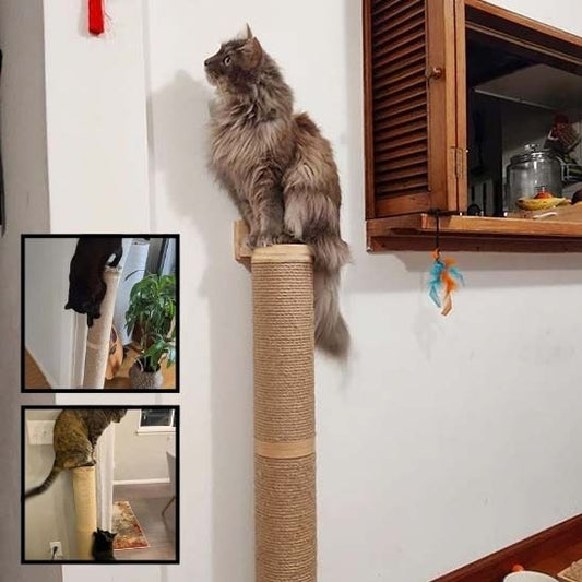 griffoir-chat