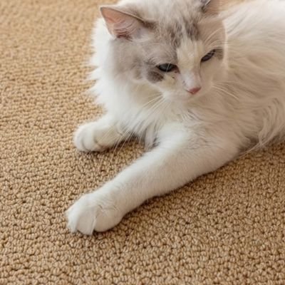Tapis griffoir chat très grand